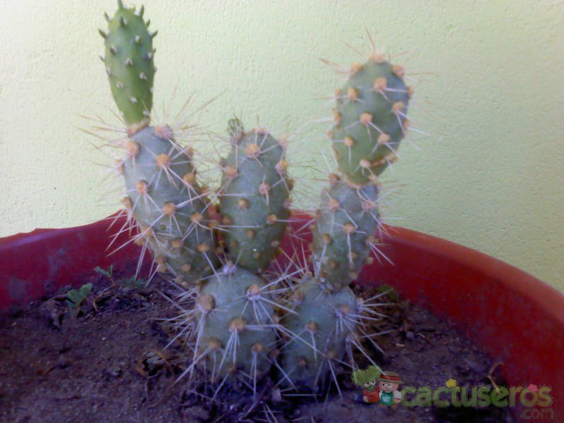 A photo of Cumulopuntia crassicylindrica