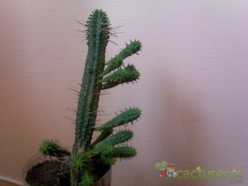A photo of Euphorbia mammillaris