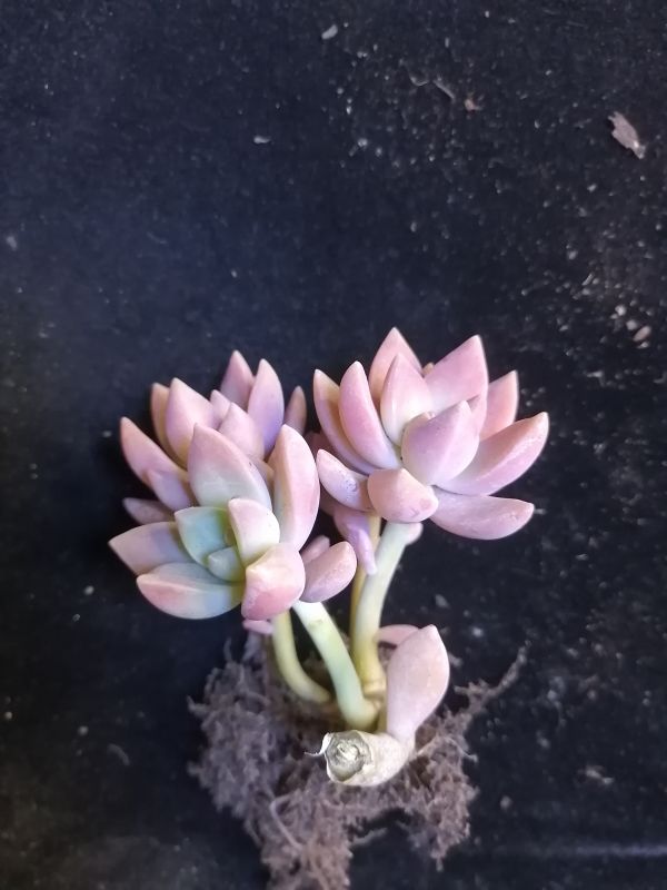 Foto de un cactus que se está identificando actualmente