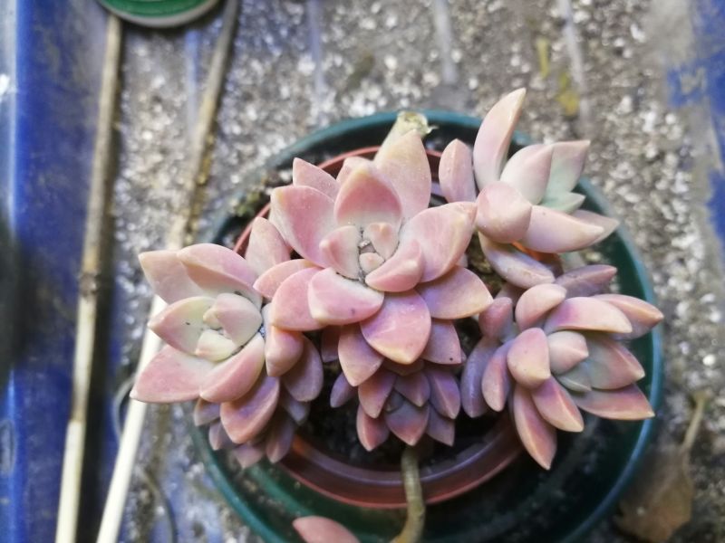 Foto de un cactus que se está identificando actualmente