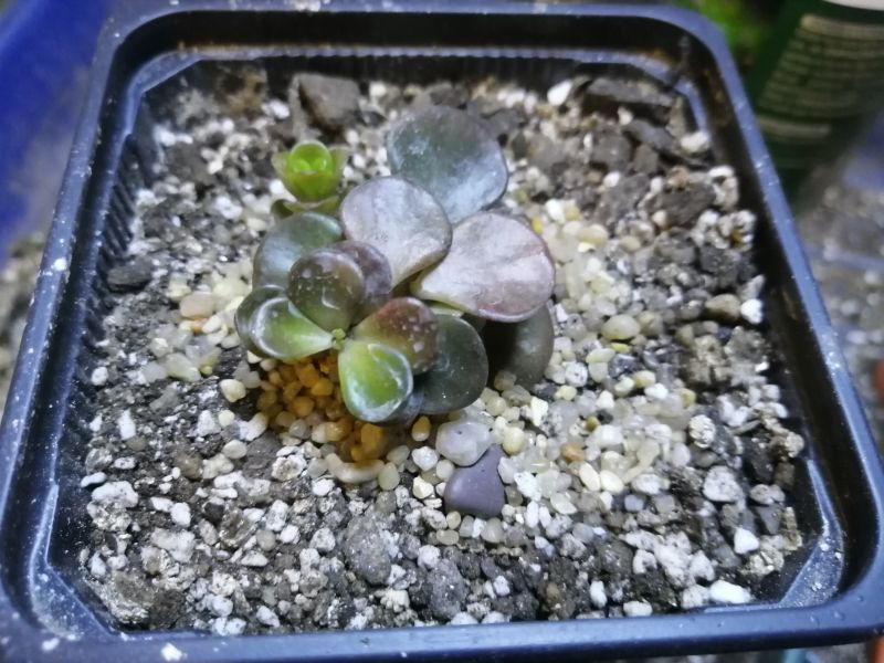 Foto de un cactus que se está identificando actualmente