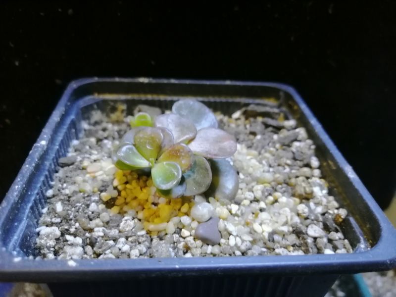 Foto de un cactus que se está identificando actualmente
