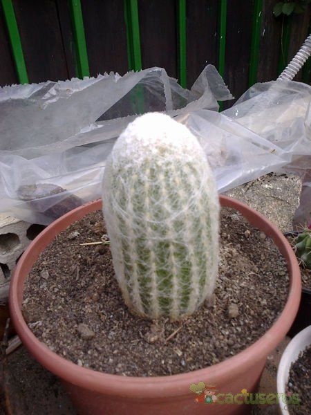 A photo of Espostoa melanostele