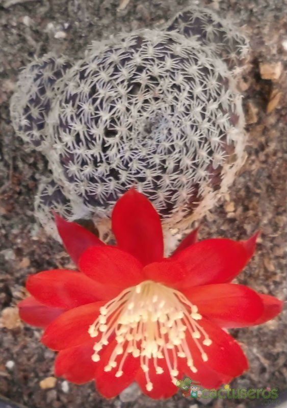 Una foto de Rebutia heliosa var. condorensis