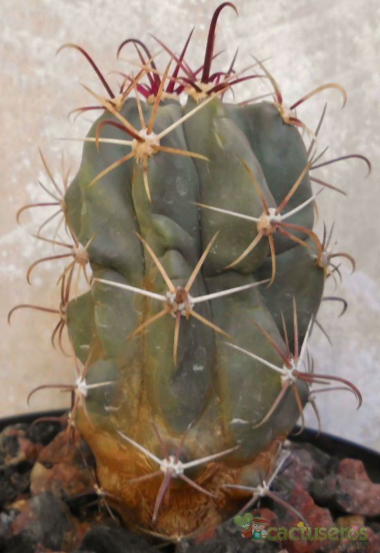 Una foto de Ferocactus emoryi ssp. rectispinus
