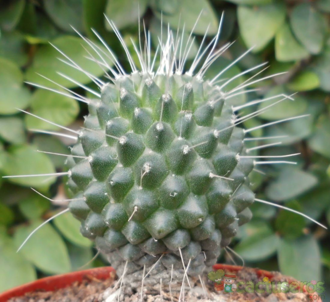 A photo of Mammillaria spinosissima fma. unpico