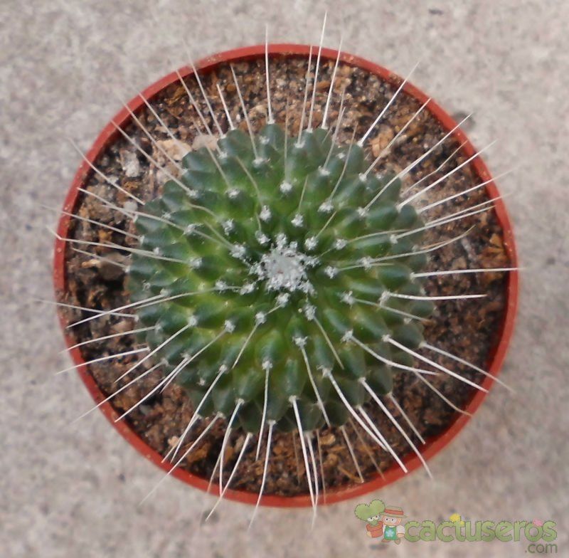 A photo of Mammillaria spinosissima fma. unpico