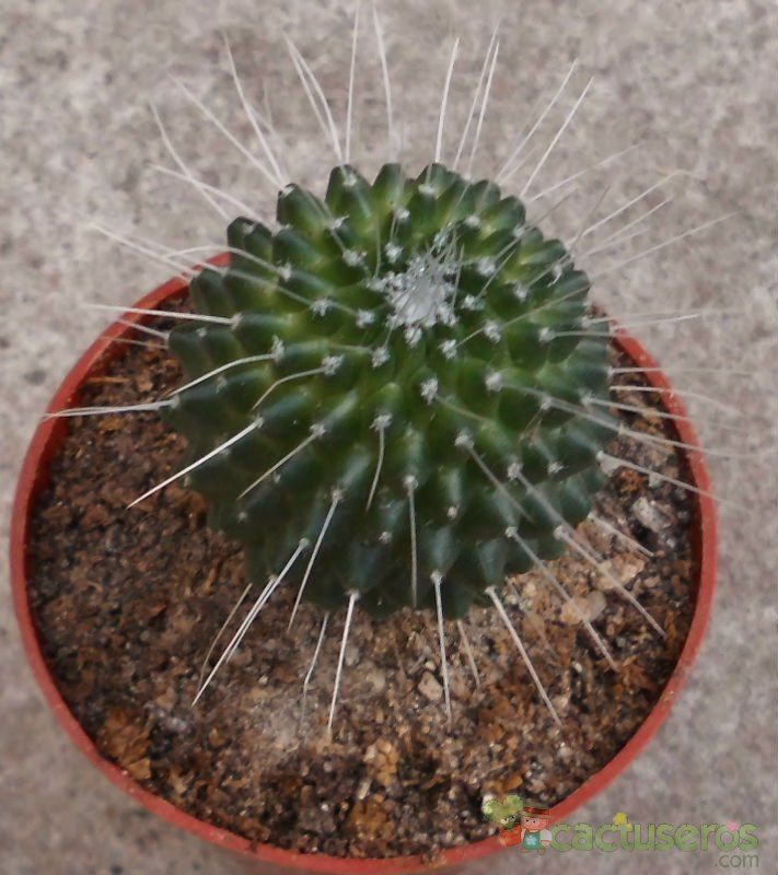 A photo of Mammillaria spinosissima fma. unpico