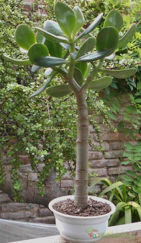 Una foto de Crassula ovata