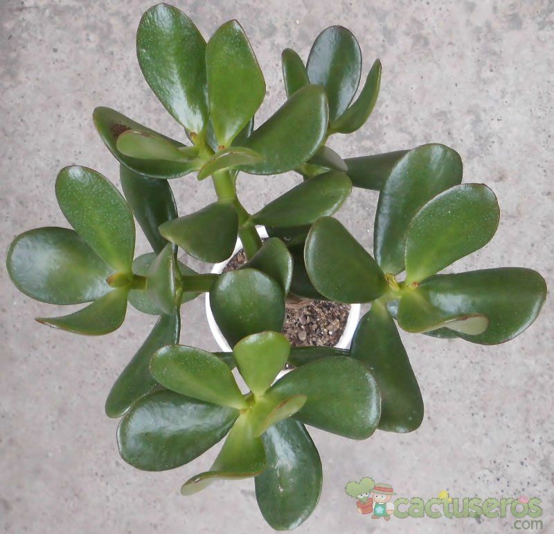 Una foto de Crassula ovata
