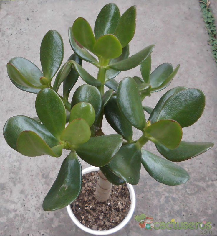 Una foto de Crassula ovata