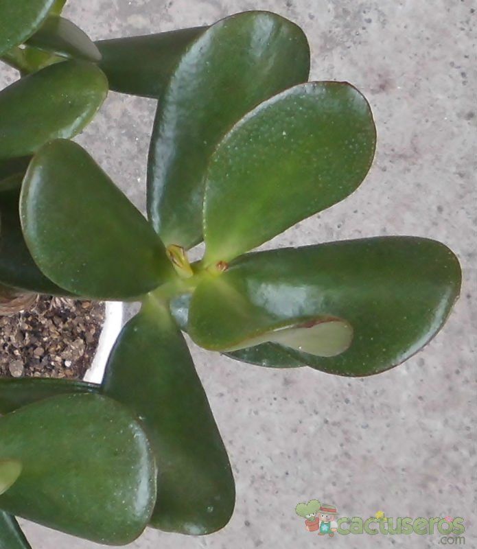 Una foto de Crassula ovata