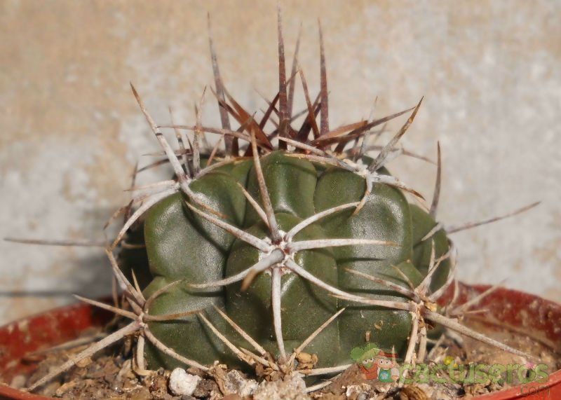 A photo of Gymnocalycium monvillei subsp. horridispinum