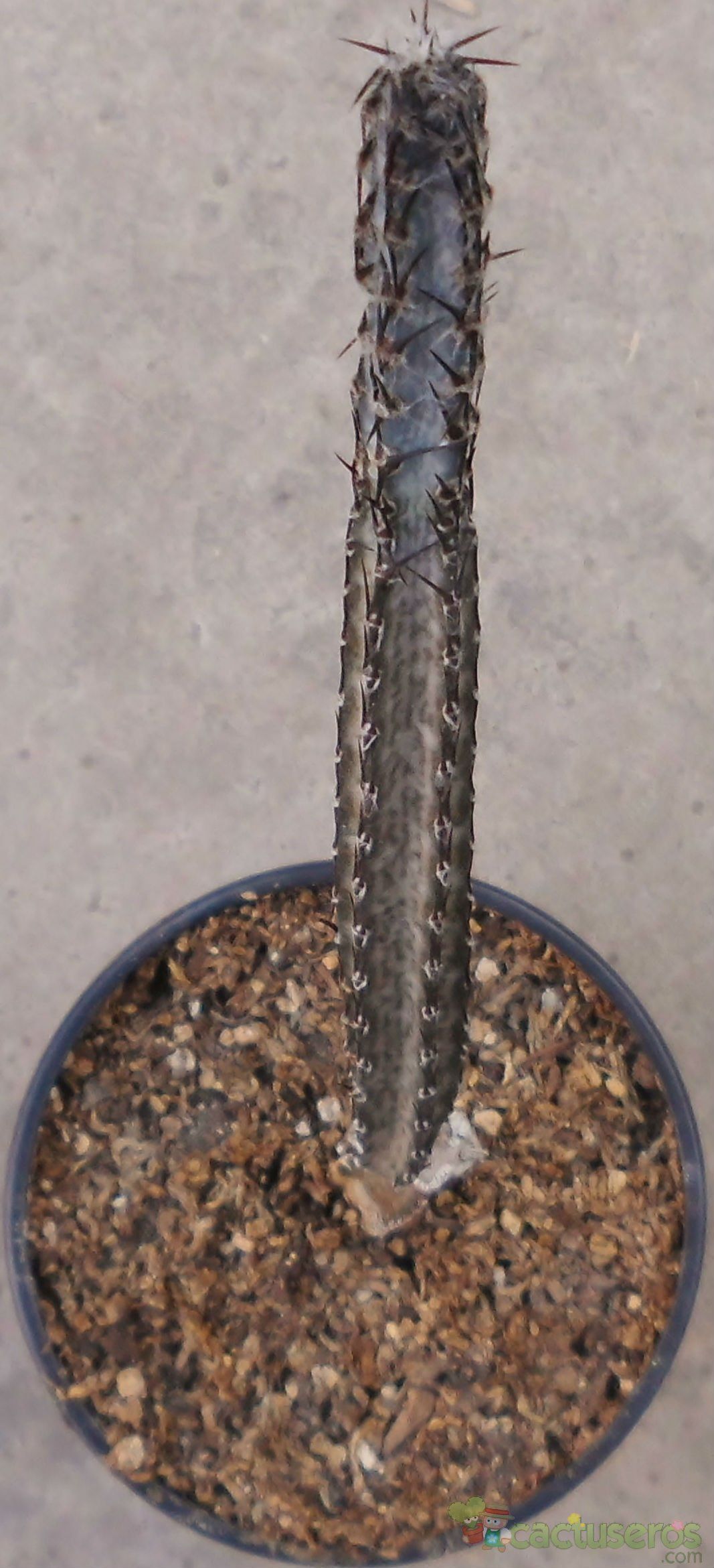 A photo of Cereus spegazzinii
