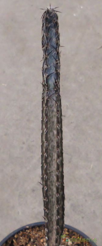 A photo of Cereus spegazzinii