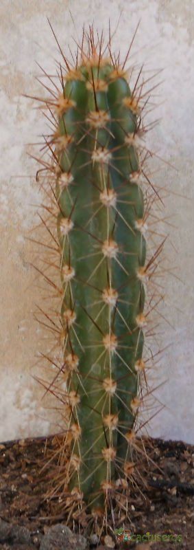 Una foto de Neoraimondia herzogiana