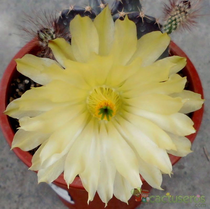 Una foto de Echinocereus subinermis