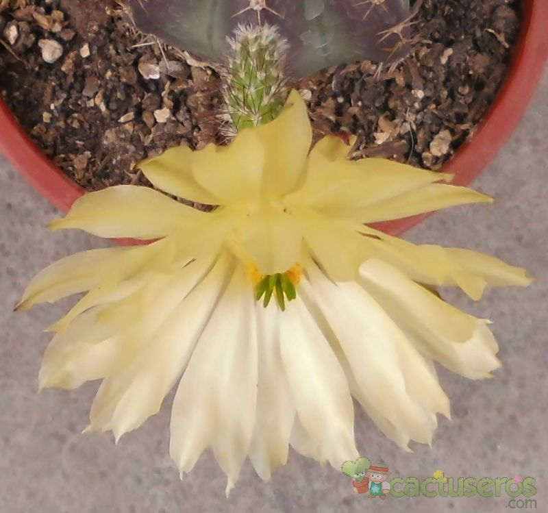 Una foto de Echinocereus subinermis