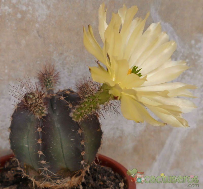 Una foto de Echinocereus subinermis
