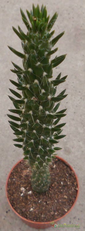 A photo of Austrocylindropuntia subulata