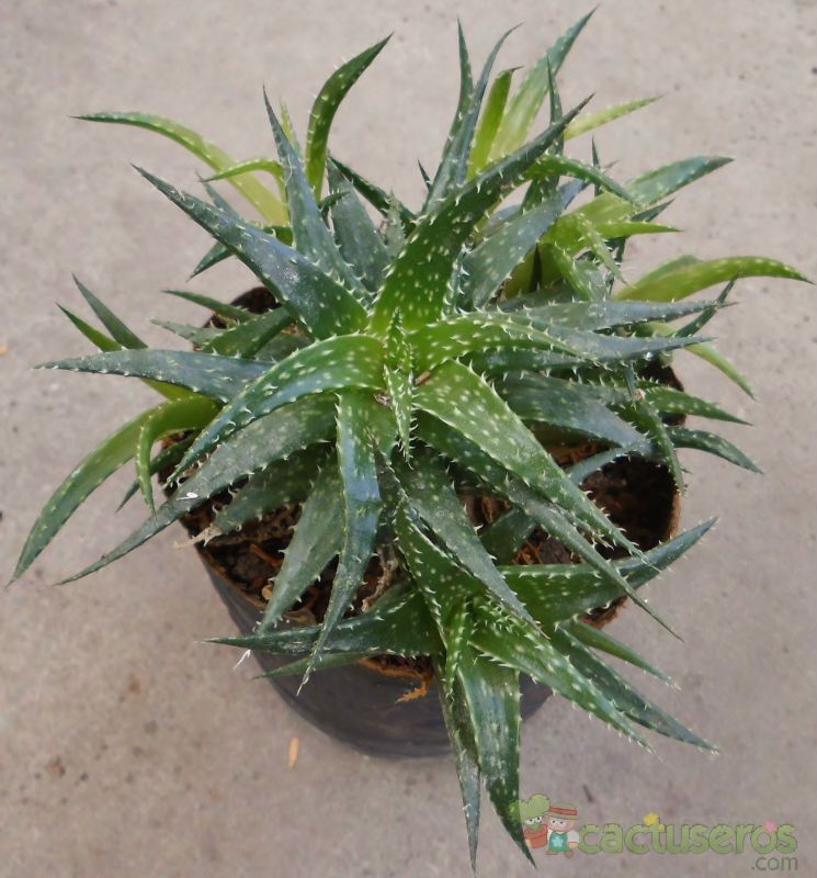 A photo of Aloe Pepe (Aloe Discoingsii x Aloe Haworthioides)
