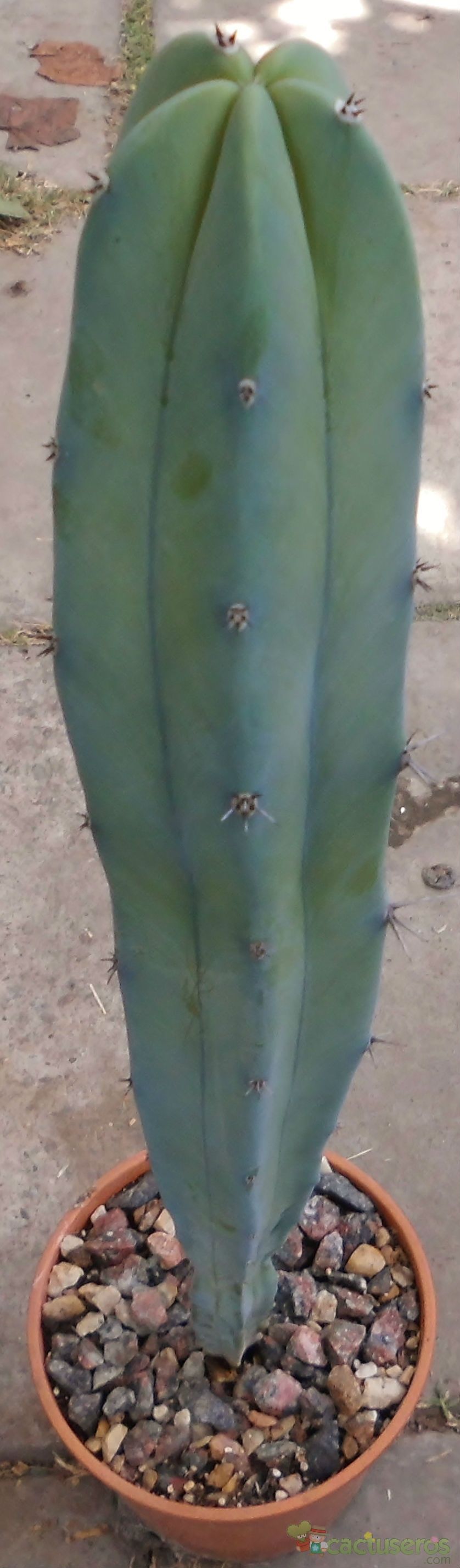 A photo of Myrtillocactus geometrizans