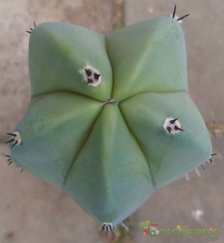 A photo of Myrtillocactus geometrizans