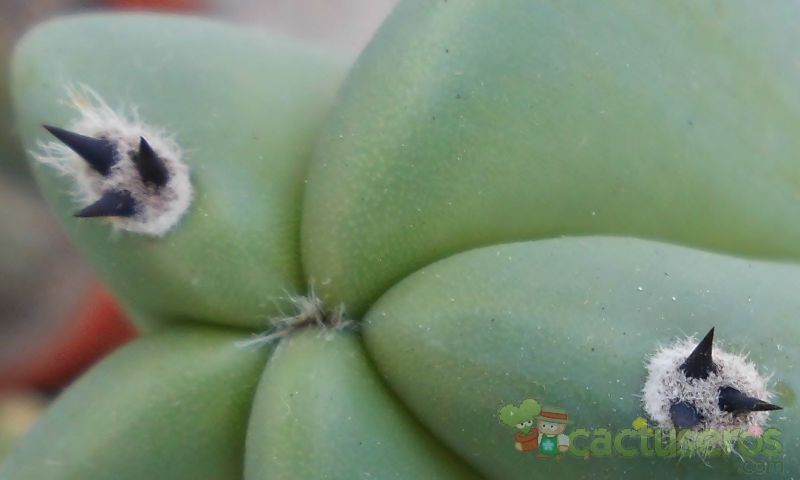 A photo of Myrtillocactus geometrizans