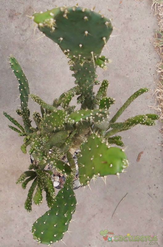 A photo of Opuntia monacantha fma. monstruosa