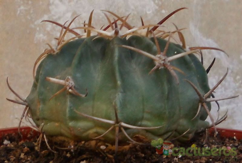 A photo of Echinocactus texensis