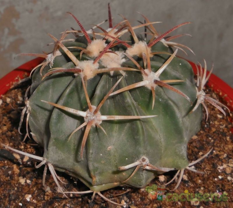 A photo of Echinocactus texensis
