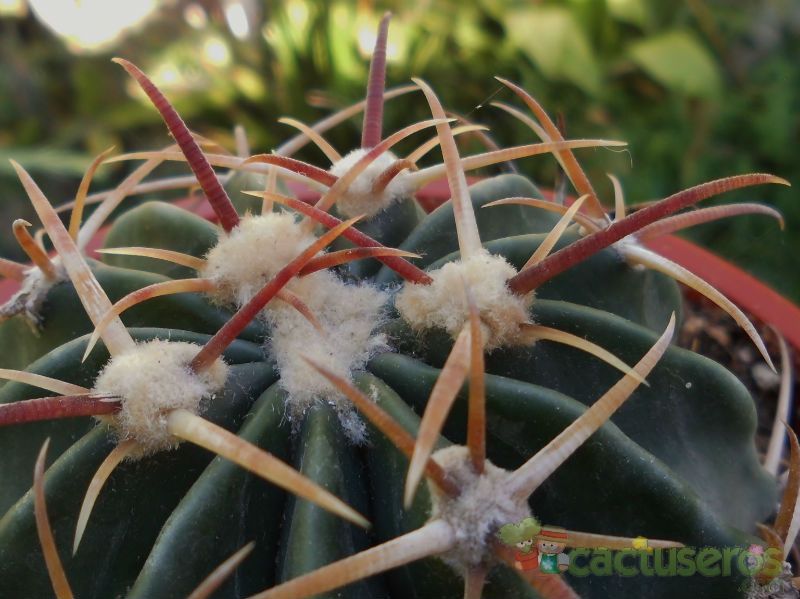 A photo of Echinocactus texensis
