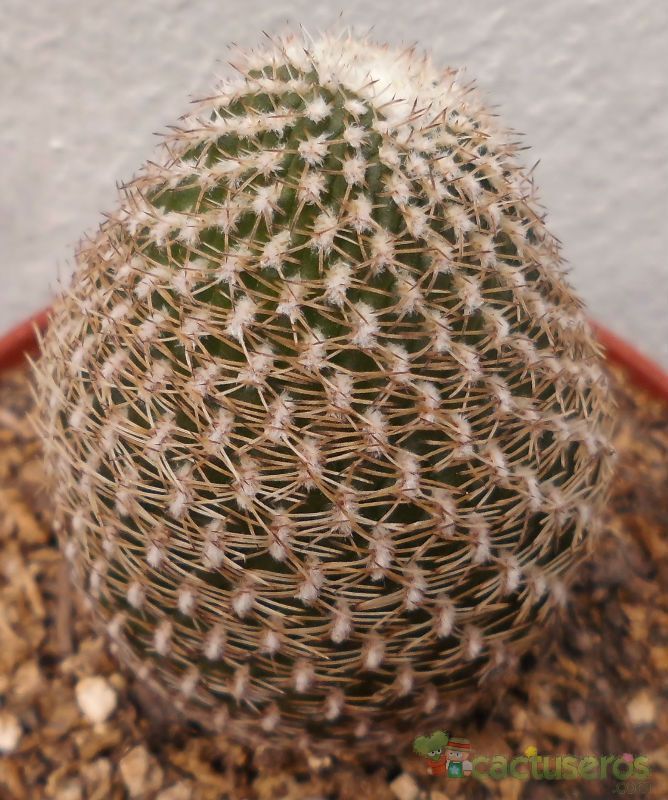 Una foto de Eriosyce napina subsp. lembckei