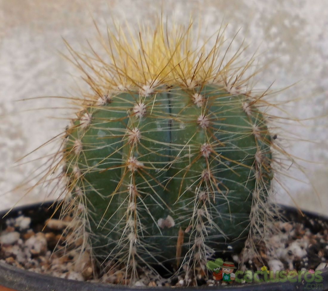 A photo of Parodia magnifica