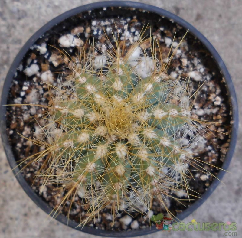 A photo of Parodia magnifica