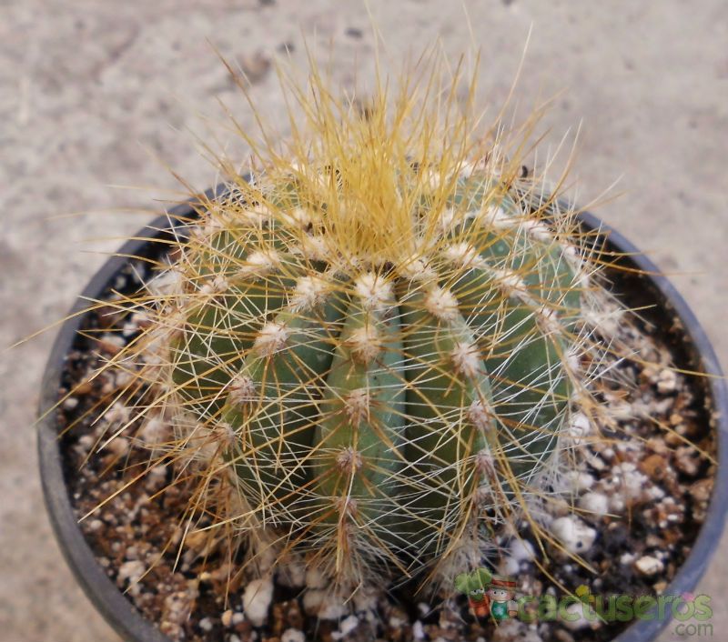 A photo of Parodia magnifica