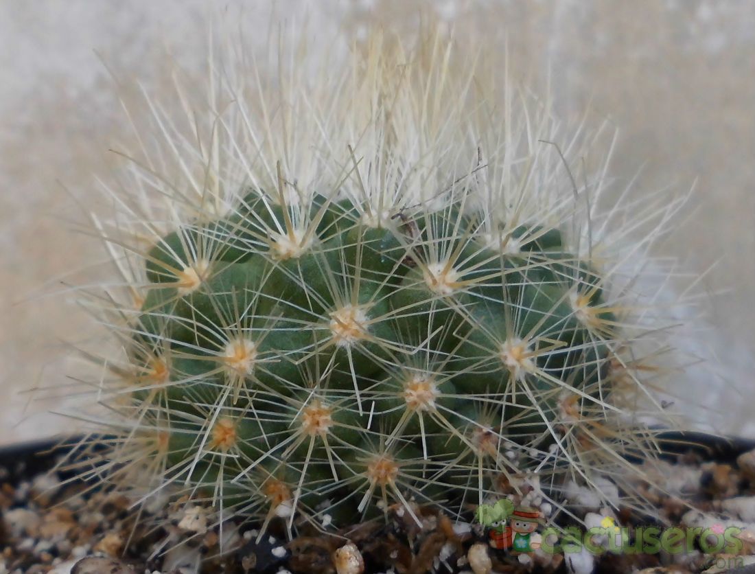 A photo of Parodia penicillata