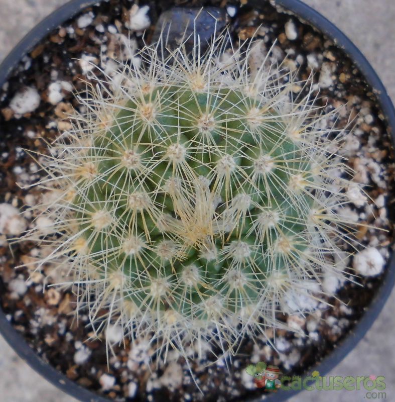 A photo of Parodia penicillata