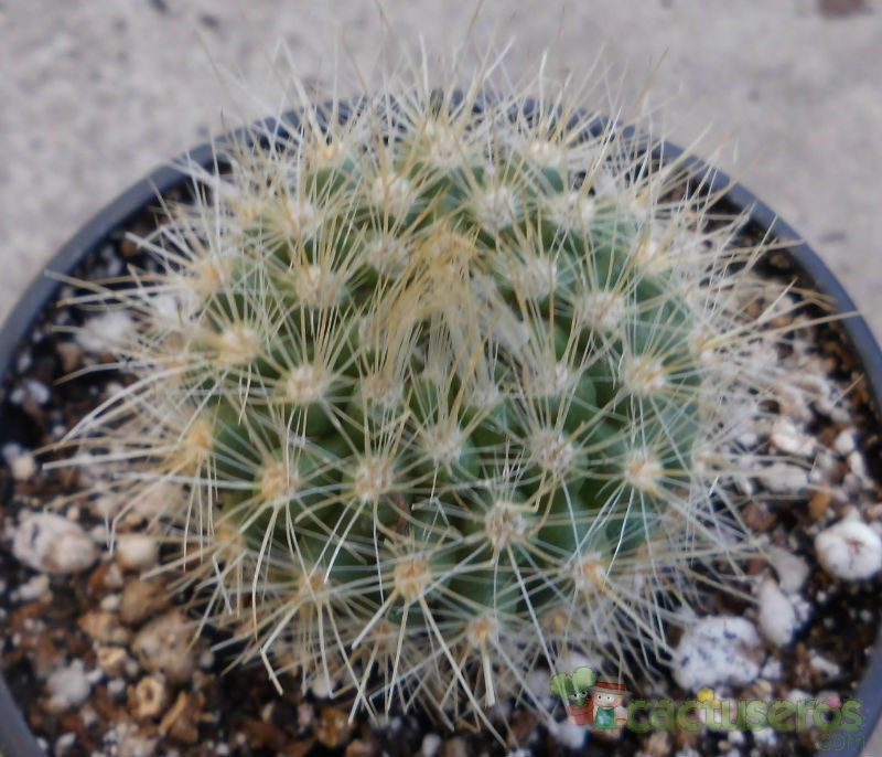 A photo of Parodia penicillata