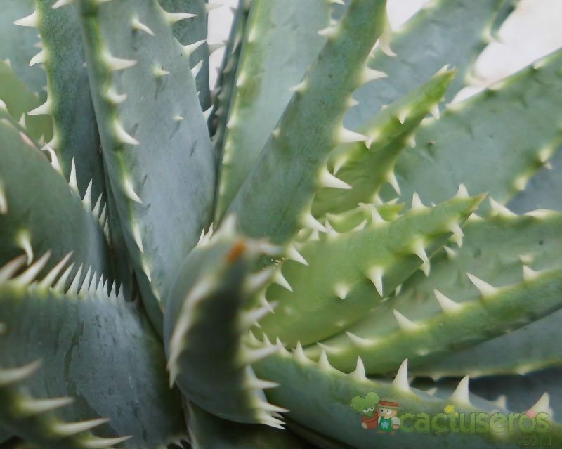 Una foto de Aloe brevifolia