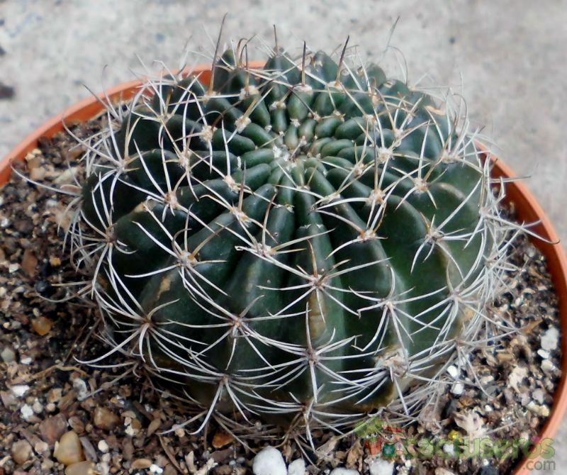 Una foto de Echinopsis ancistrophora