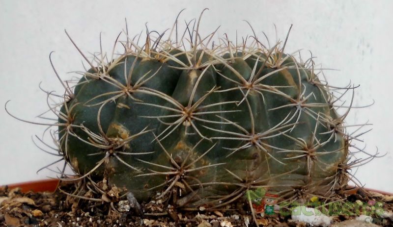 Una foto de Echinopsis ancistrophora