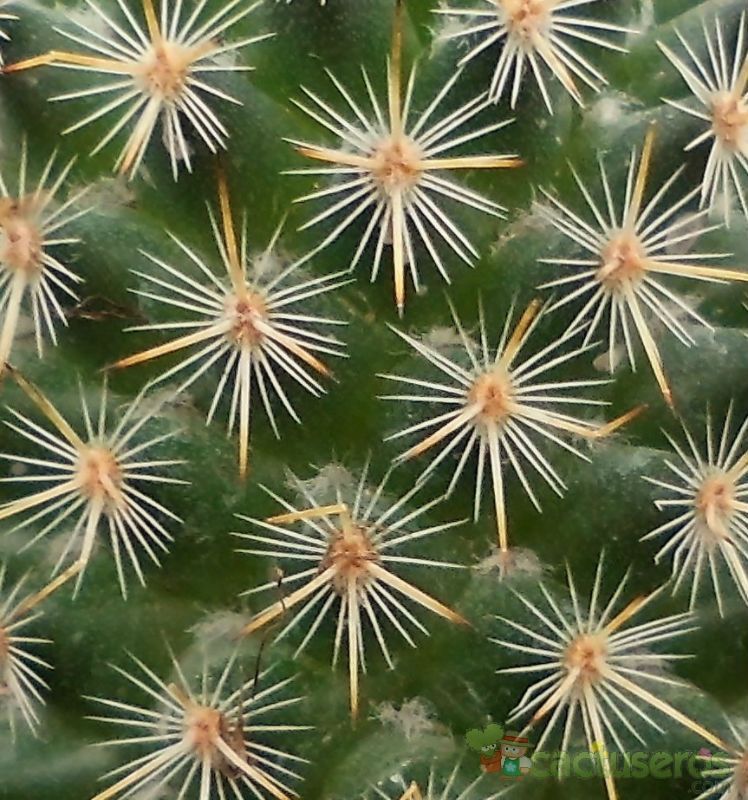 Una foto de Mammillaria columbiana ssp. yucatanensis