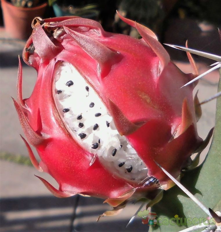 A photo of Harrisia pomanensis