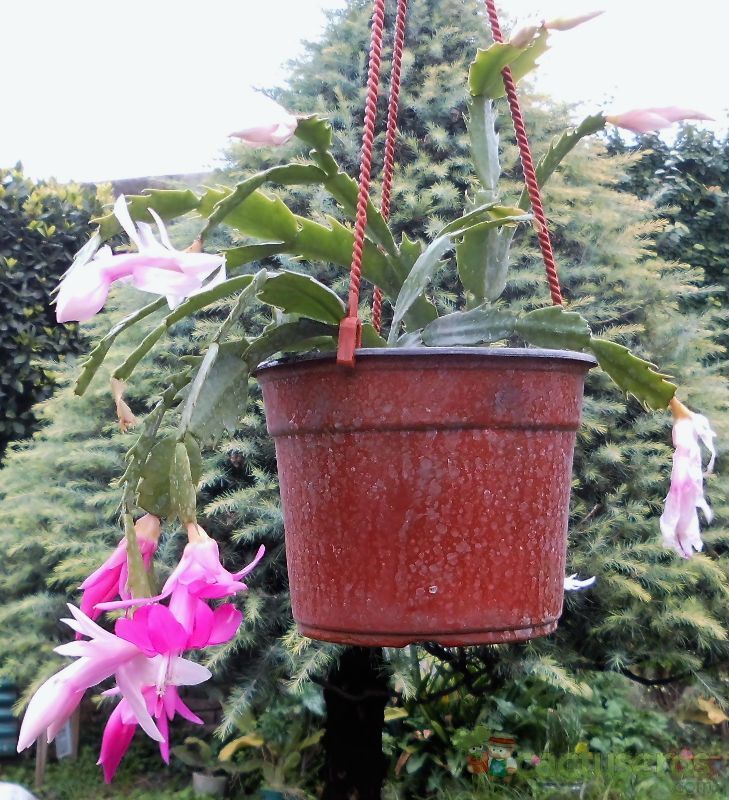 A photo of Schlumbergera truncata