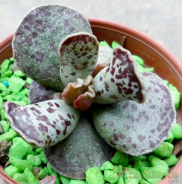A photo of Adromischus cooperi