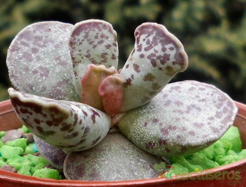 A photo of Adromischus cooperi