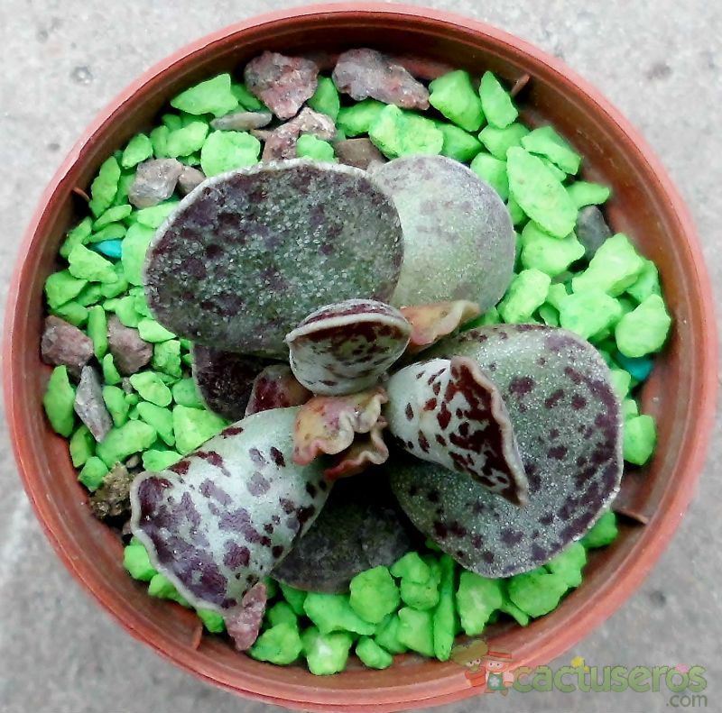 A photo of Adromischus cooperi