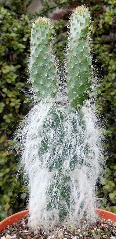 A photo of Opuntia orbiculata