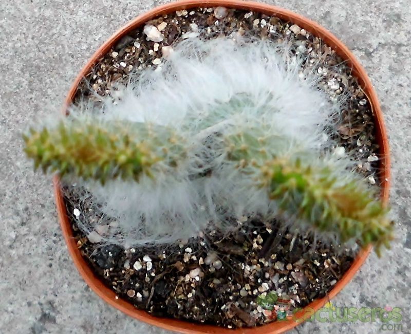 A photo of Opuntia orbiculata